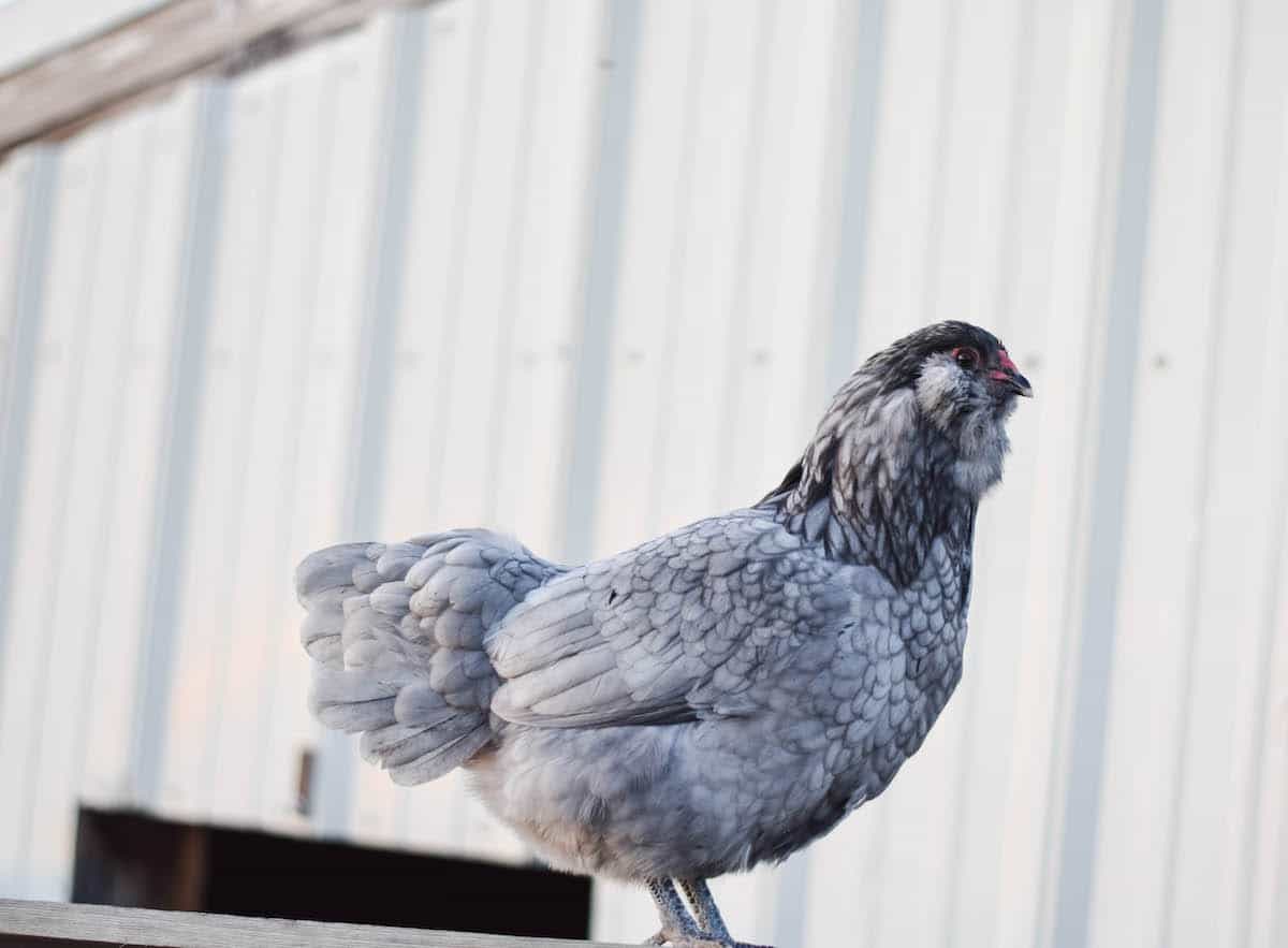 Ameraucana chicken outside by the chicken coop