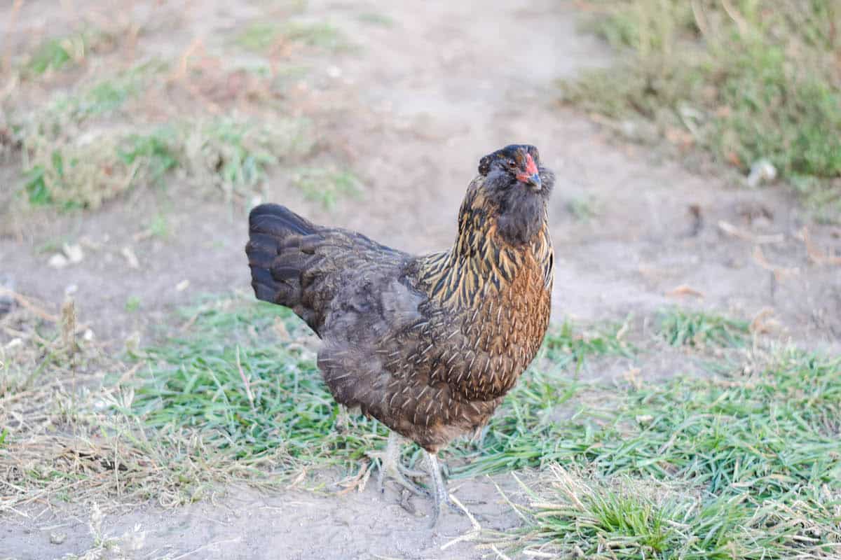 Easter Egger chicken breed outside