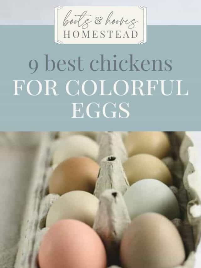 Chickens for Colorful Eggs