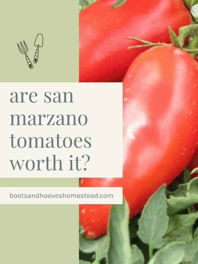 Are San Marzano Tomatoes Worth It?