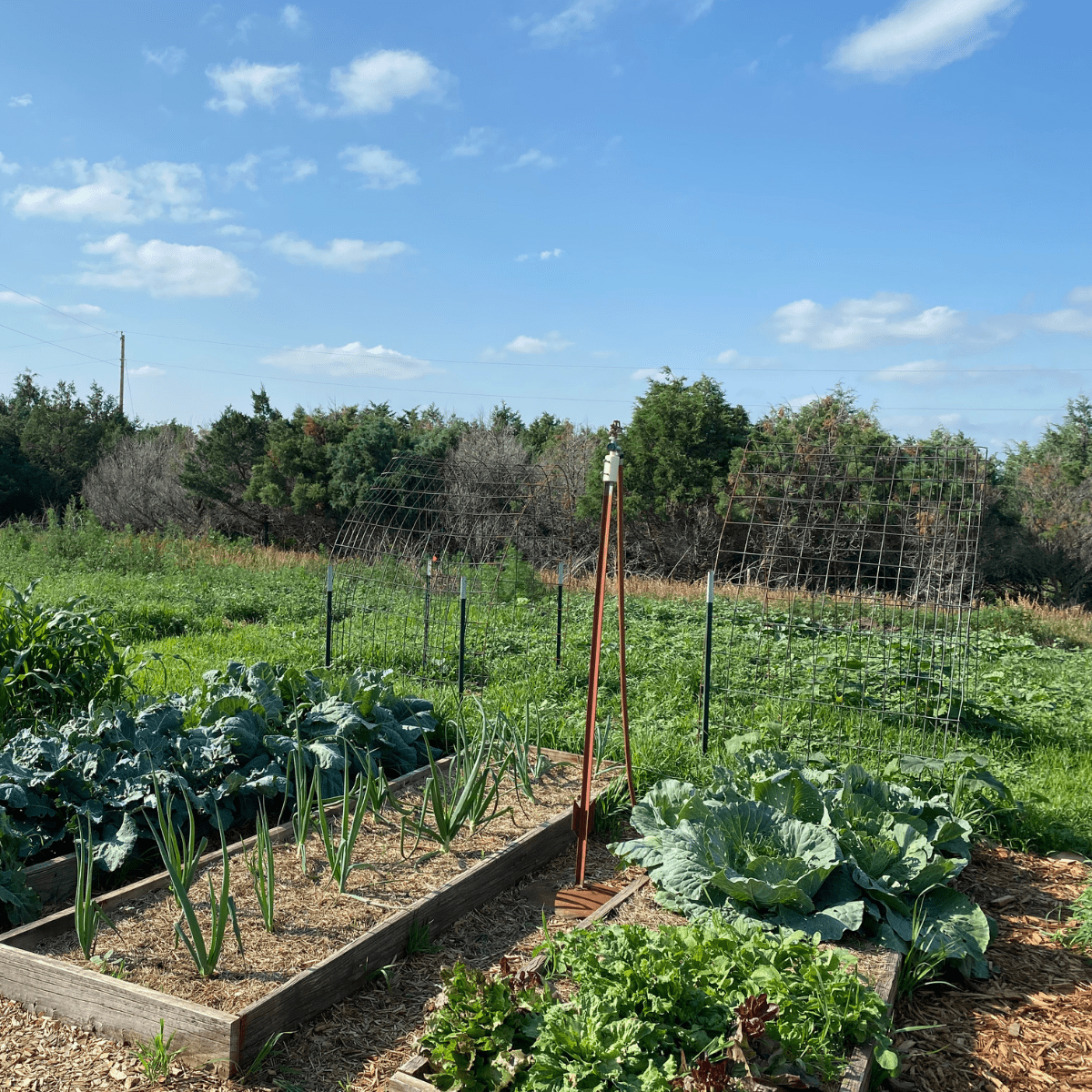 onions and lettuce with cabbage growing the raised garden beds.