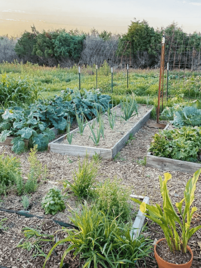 raised garden beds growing herbs, onions, brassicas, and salad greens.