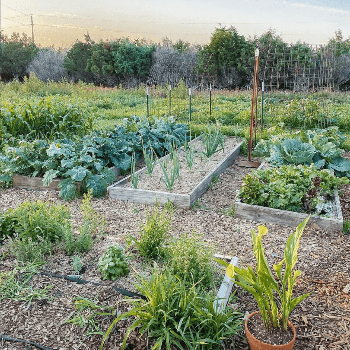 raised garden beds with a variety of greens, herbs, and onions.