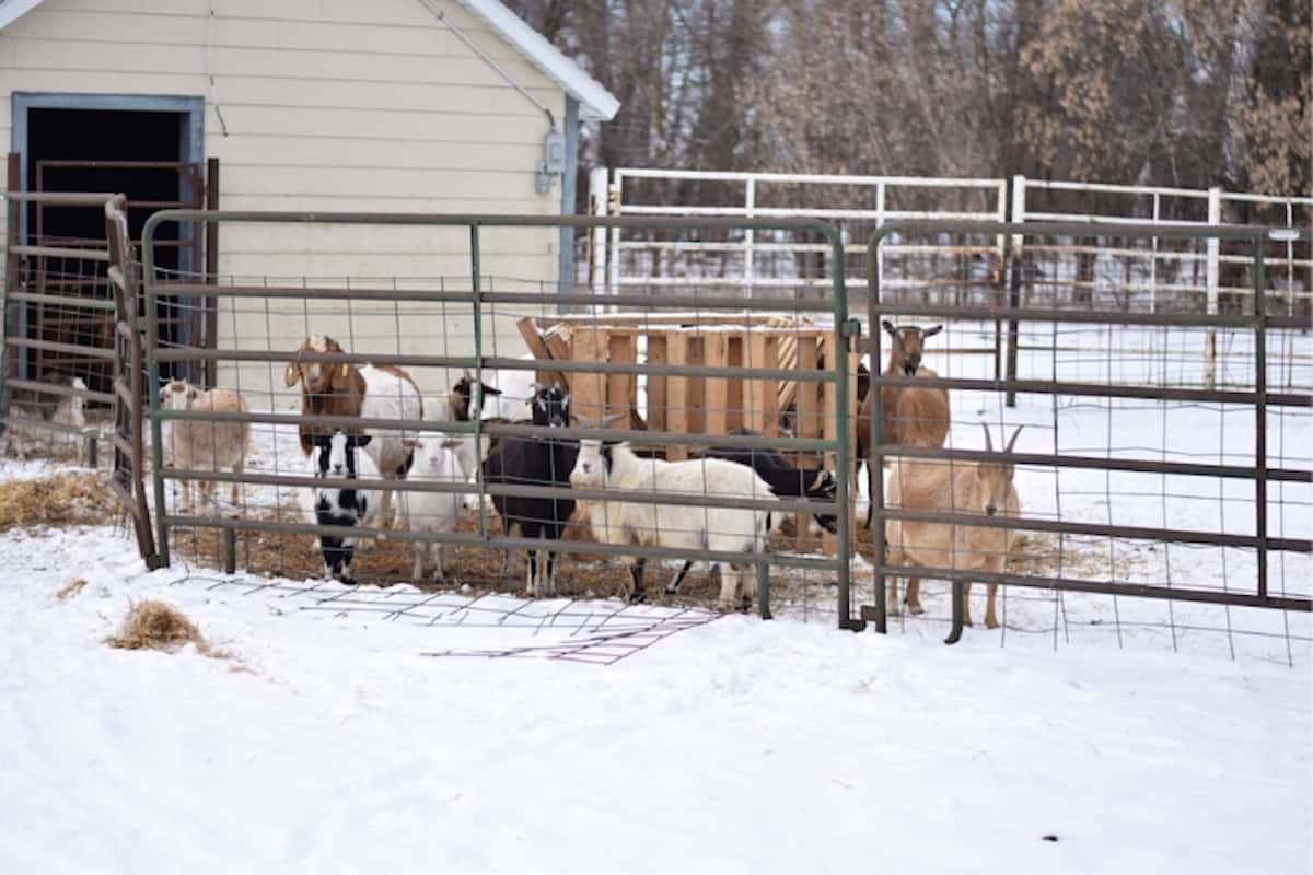 goats in the goat barn fencing.