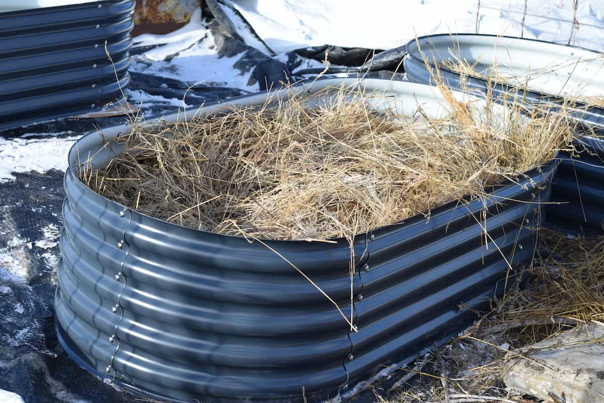 a layer of hay in the raised beds.