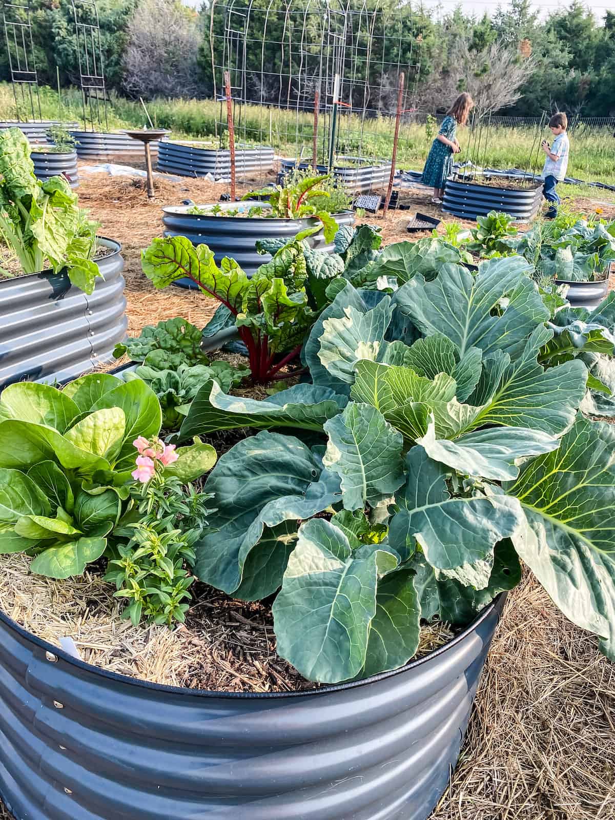 raised garden bed with cabbage, broccoli, and other greens.