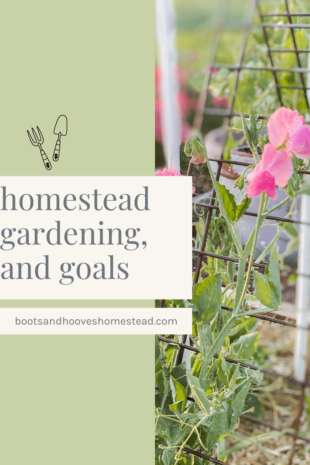 sweet peas growing on a trellis