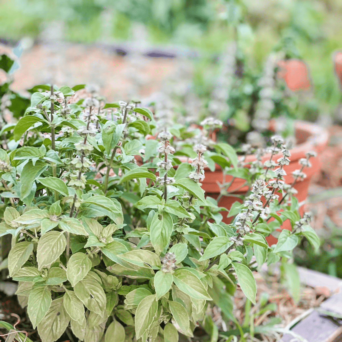 lemon thyme plant in the potager garden