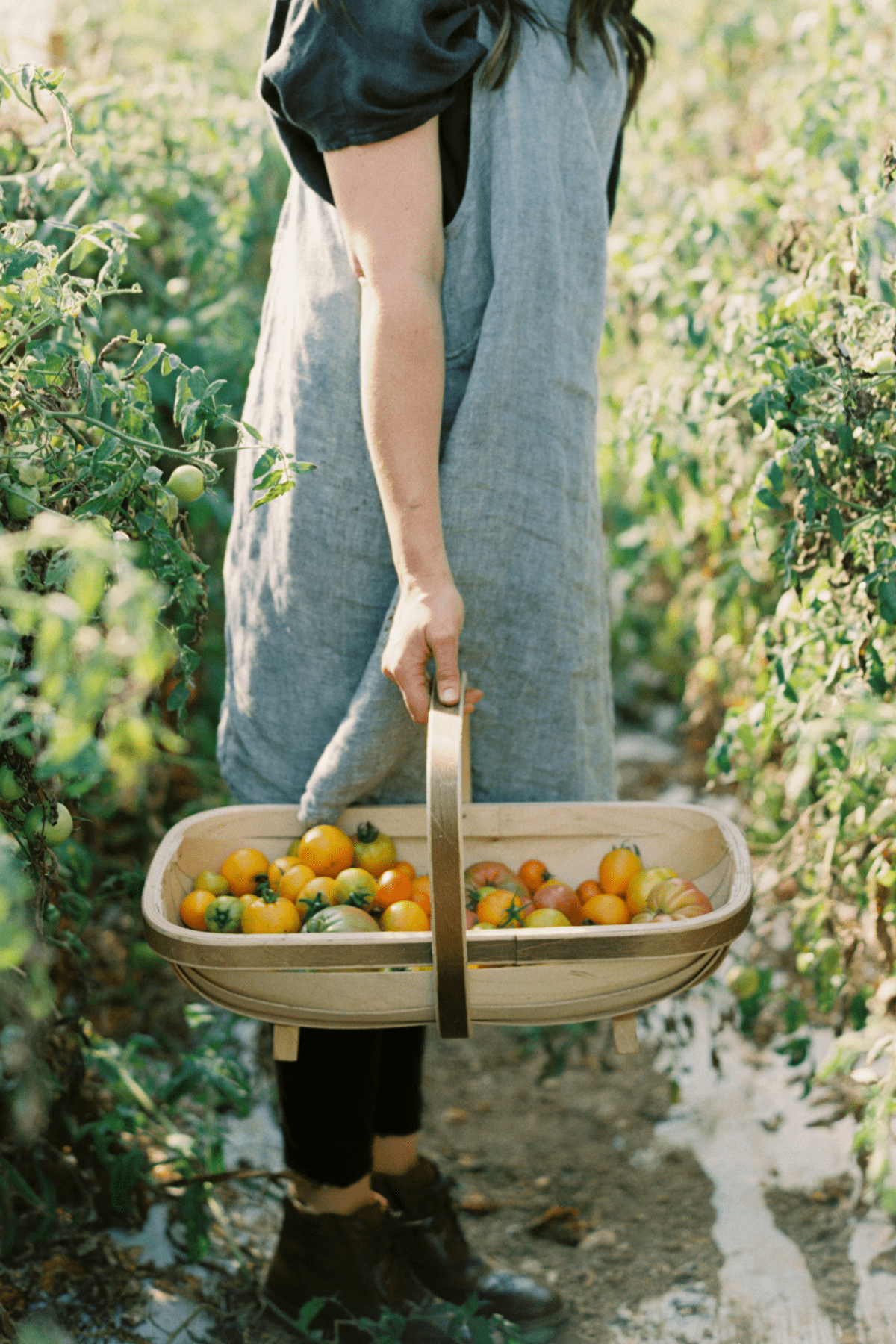 in the garden with a basket full of harvested tomatoes. 