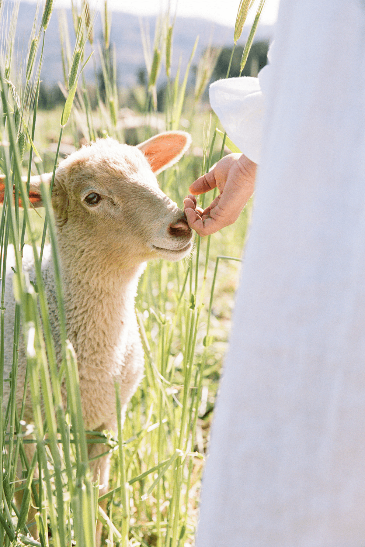 petting the sheep in the pasture.