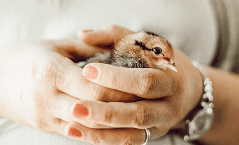Mary holding a baby chick in hands.