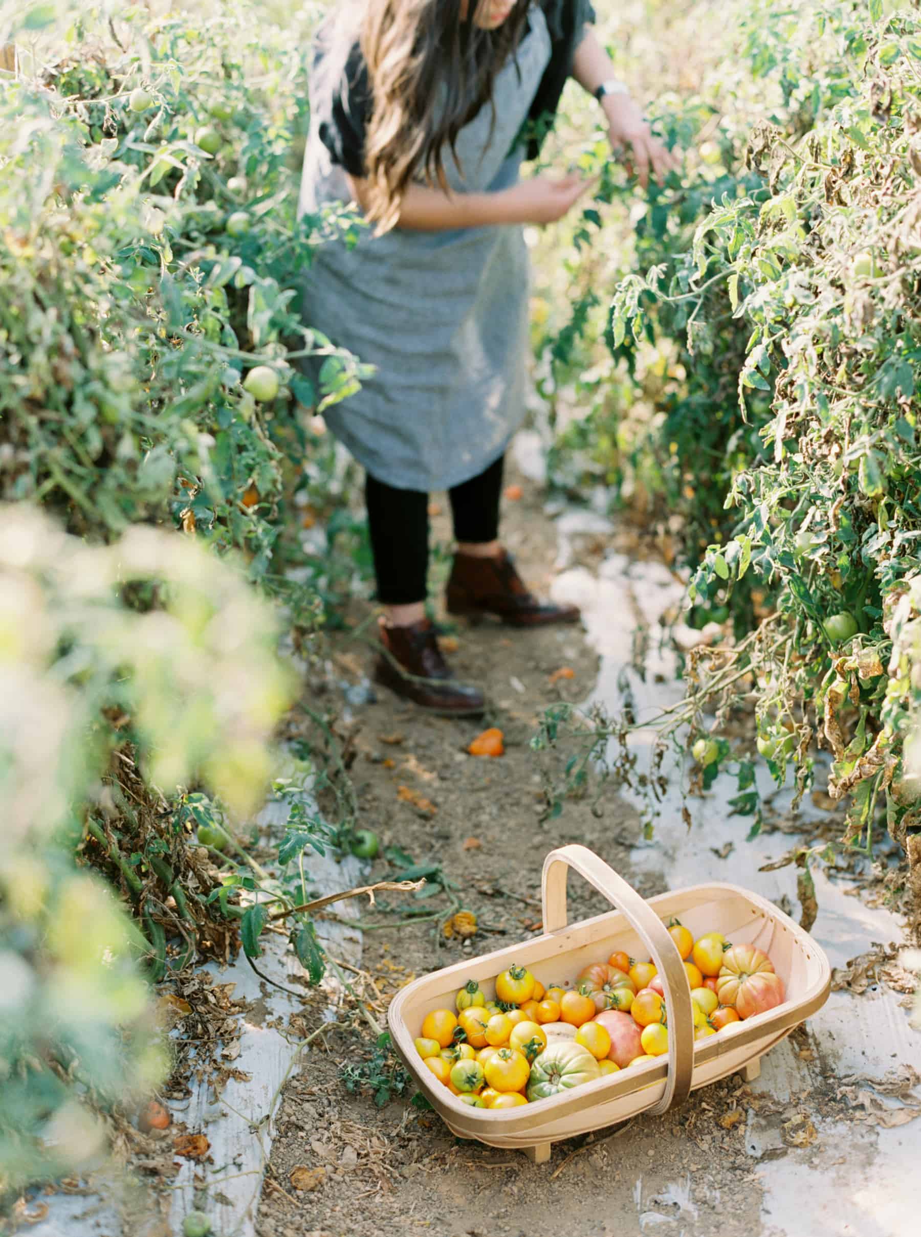 harvesting tomatoes in the kitchen garden. 