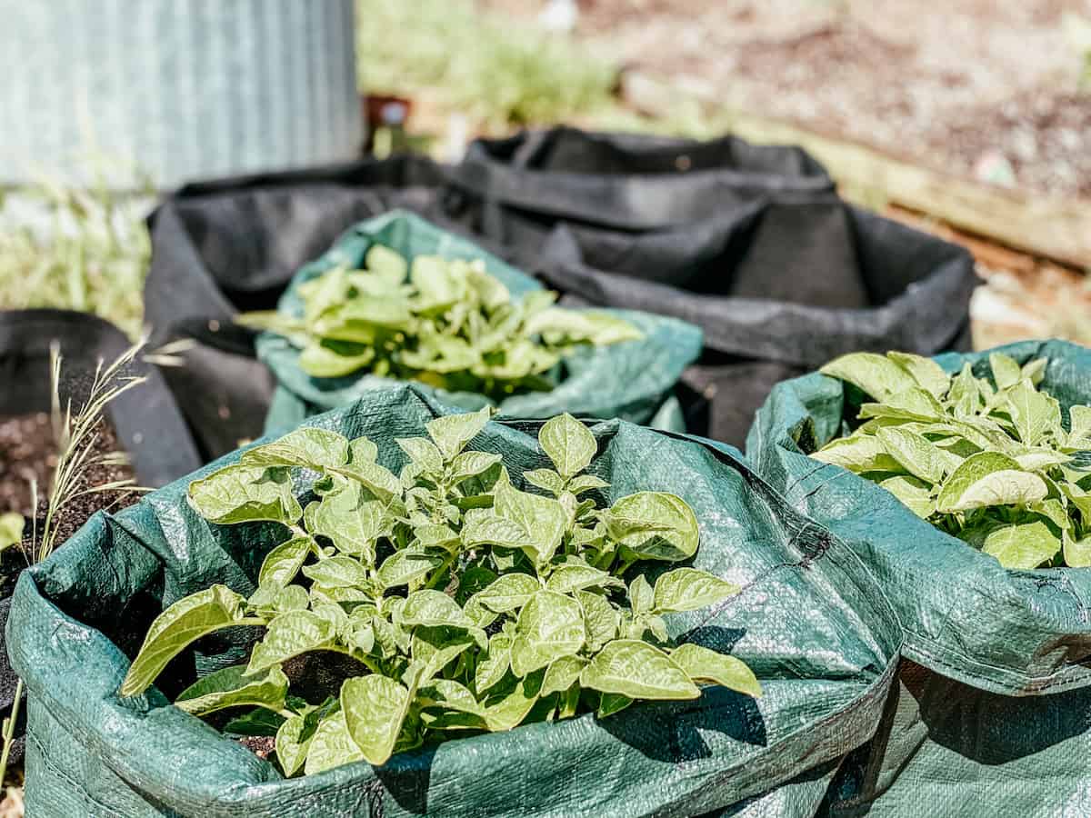 potato grow bags in the garden. 