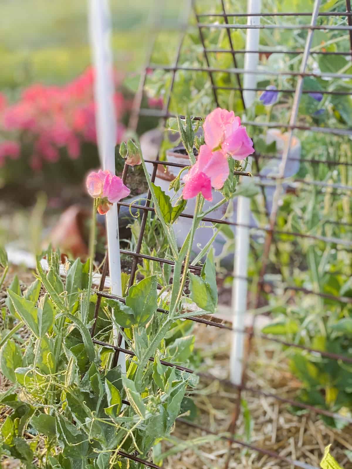 sweet pea flowers growing up a trellis.