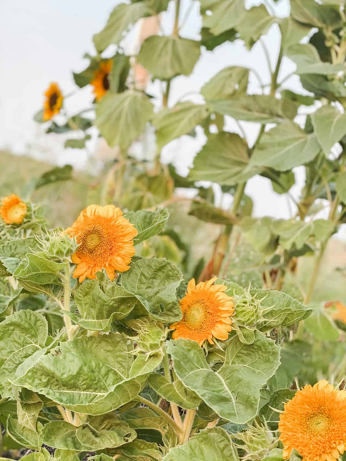 teddy bear sunflowers growing in the garden.