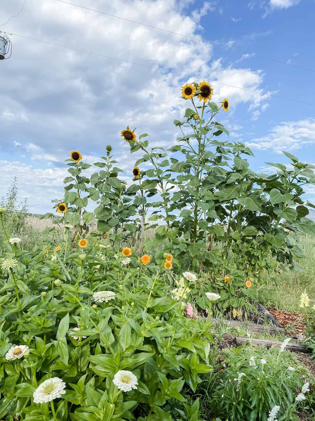 sunflowers and zinnias growing in the flower garden. 