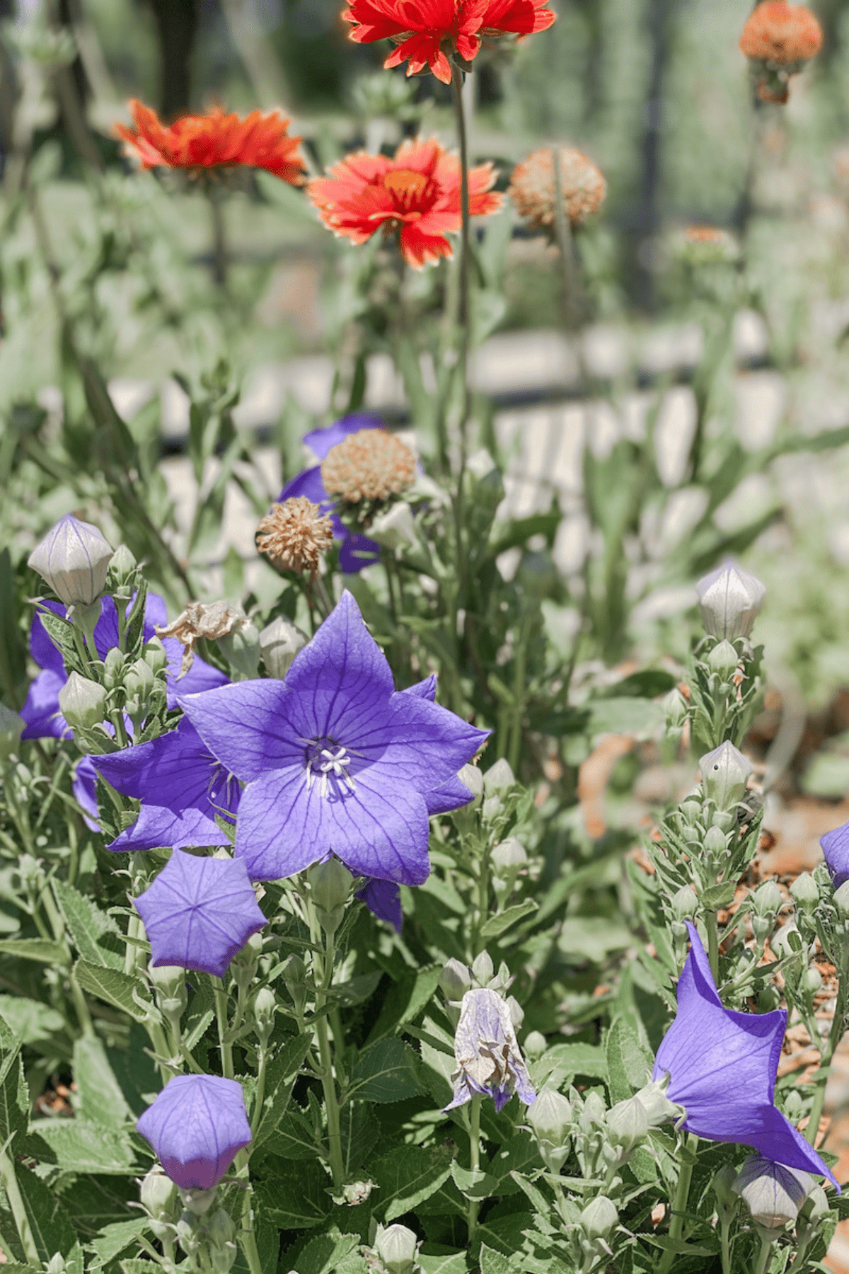 blue balloon flowers in the floral garden.