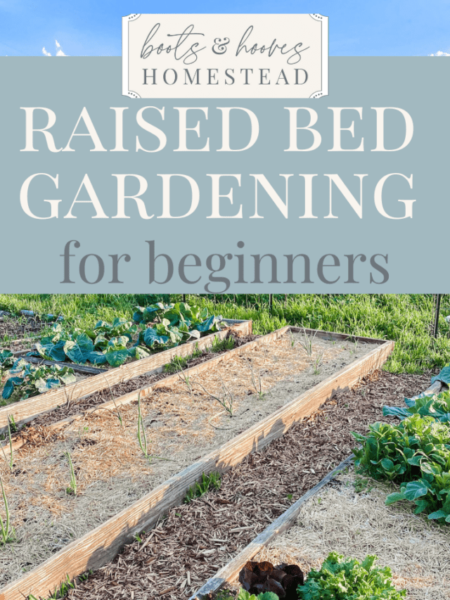 Raised Garden Beds: benefits for beginners