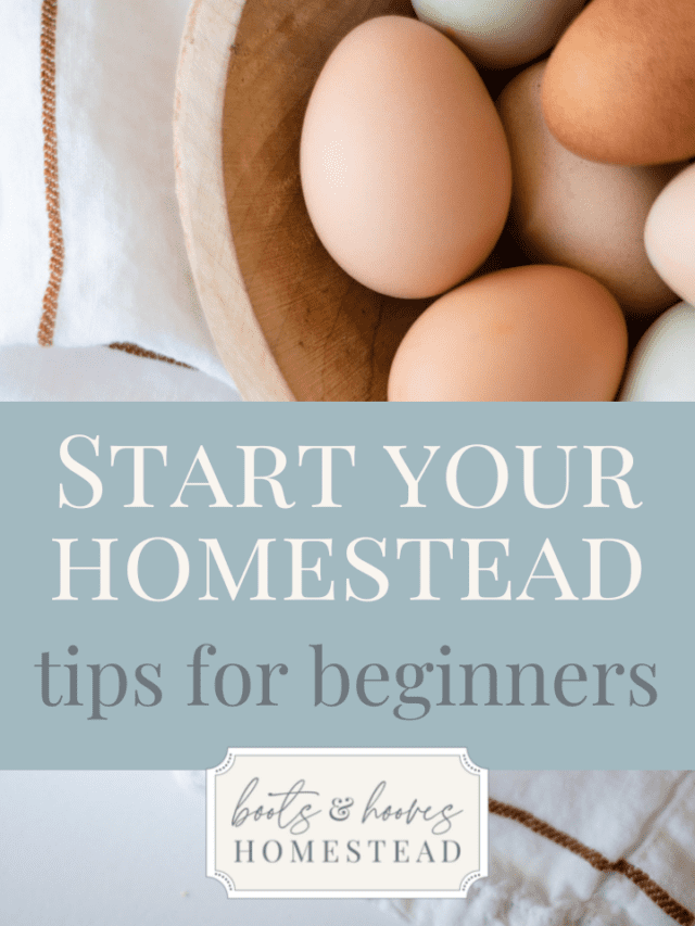 start your homestead: tips for beginners