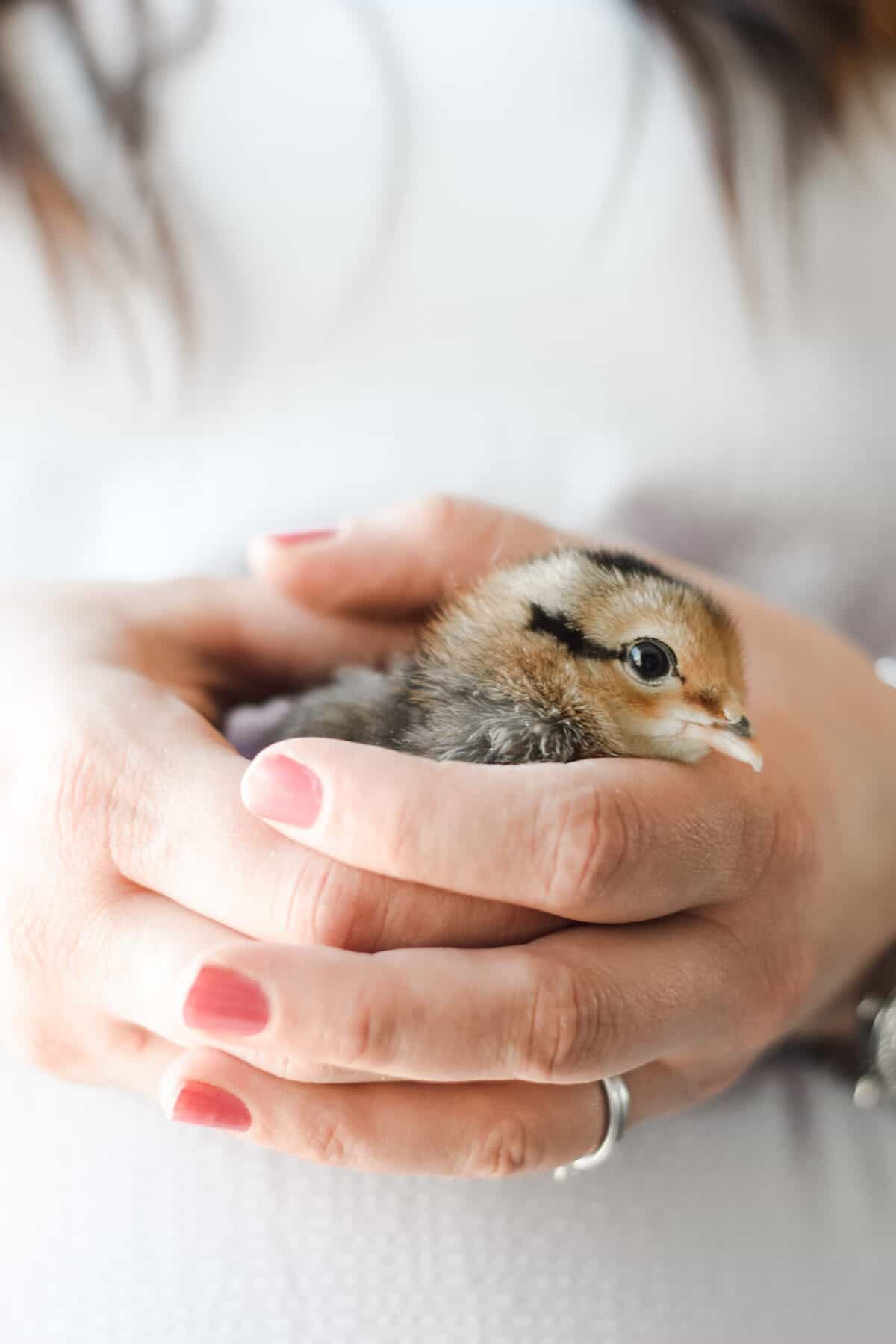 Mary holding a chick in hands.