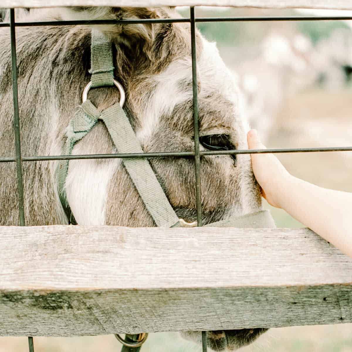 grey and white donkey being pet on the head on other side of fence.