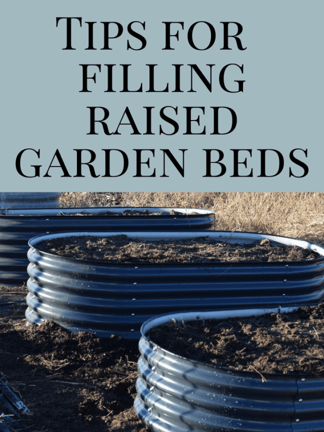 Tips for filling your raised garden beds