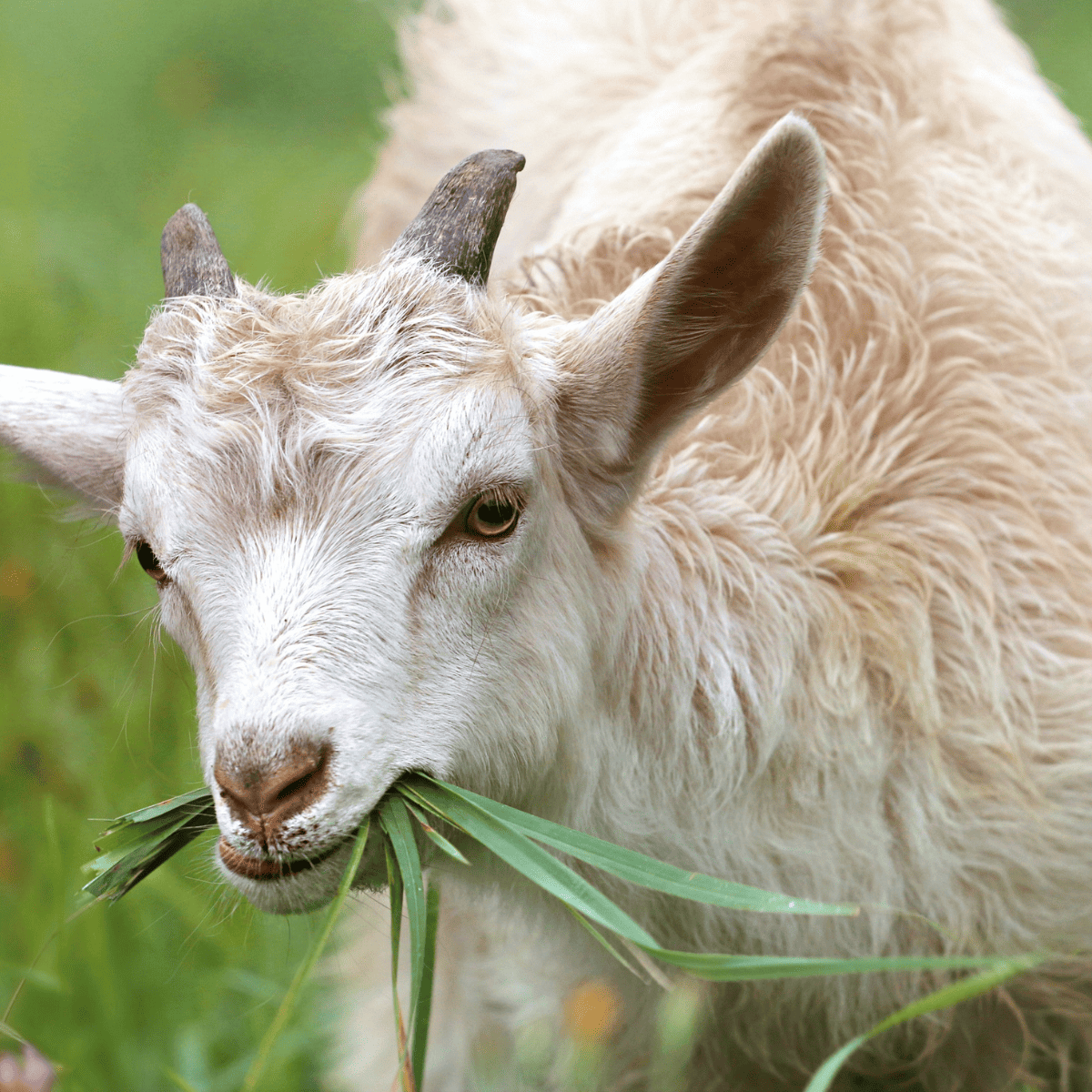 goat eating grass in a pasture.