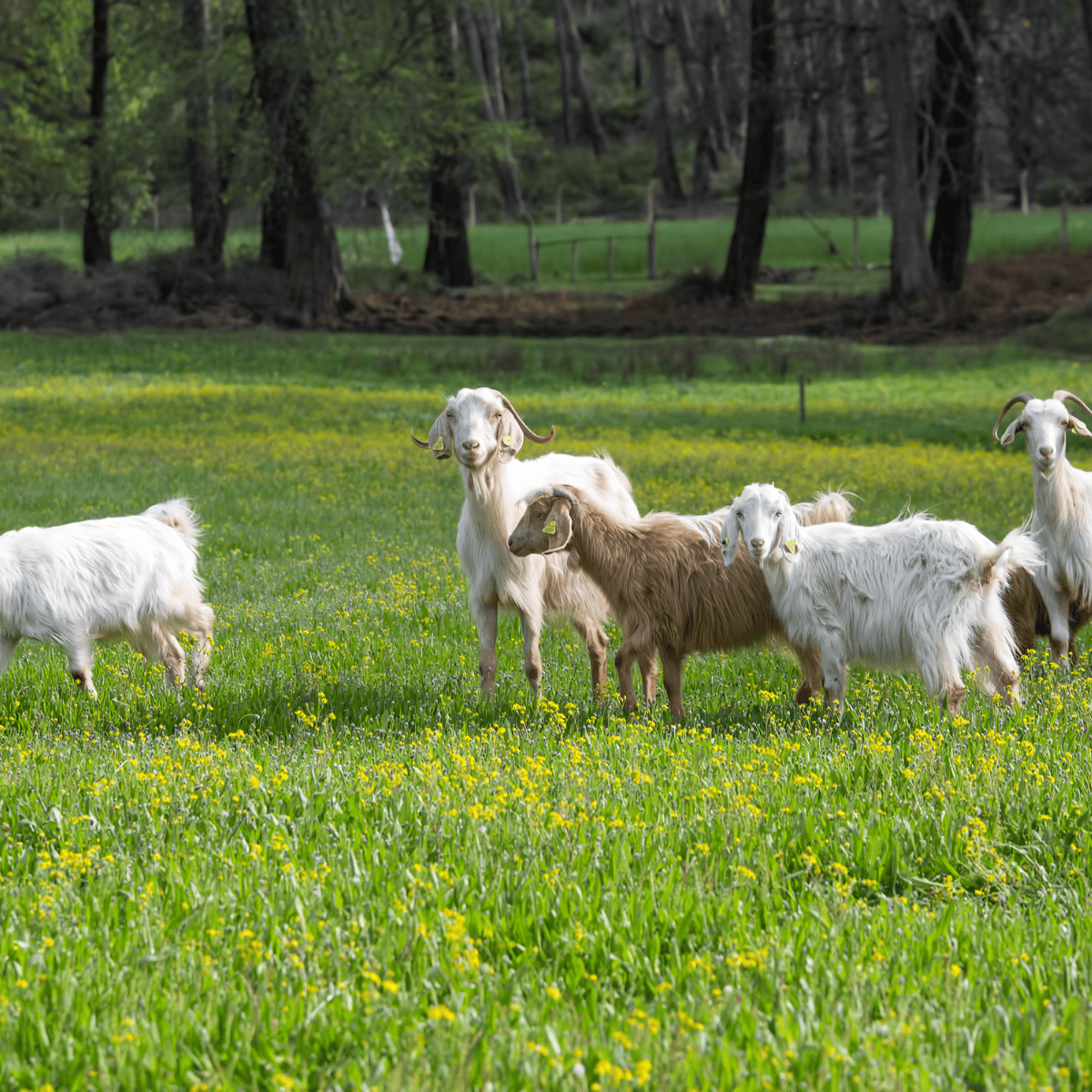 goats in a pasture. 