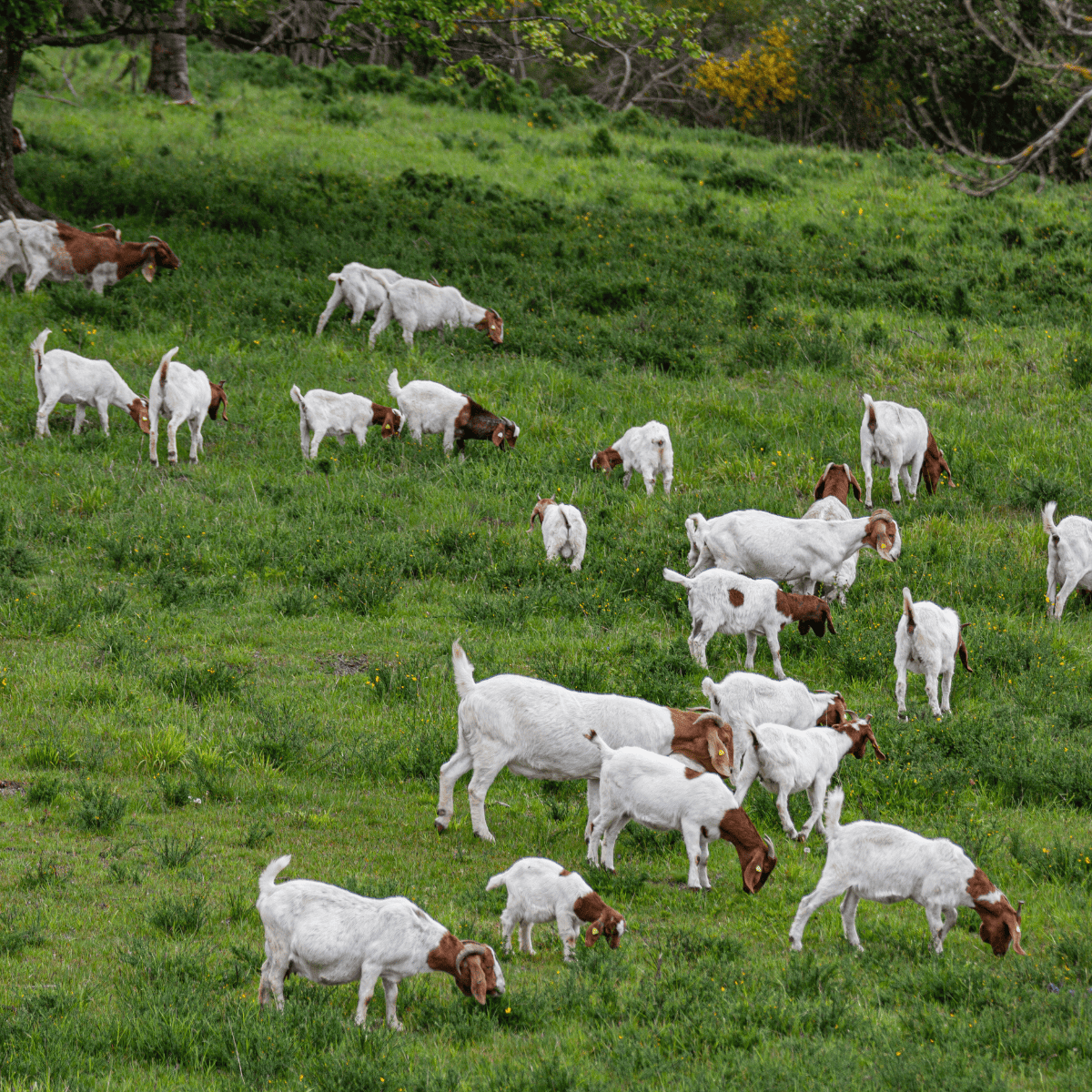 herd of Boer goats in a pasture. 