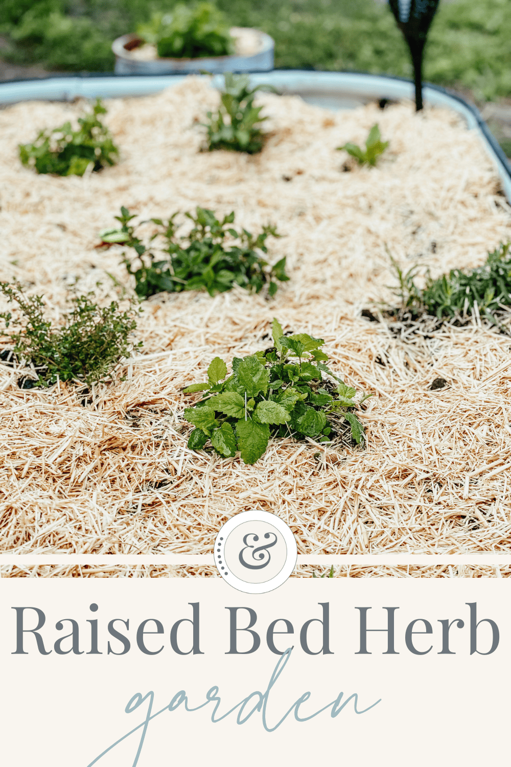 raised bed with herbs and garden straw.