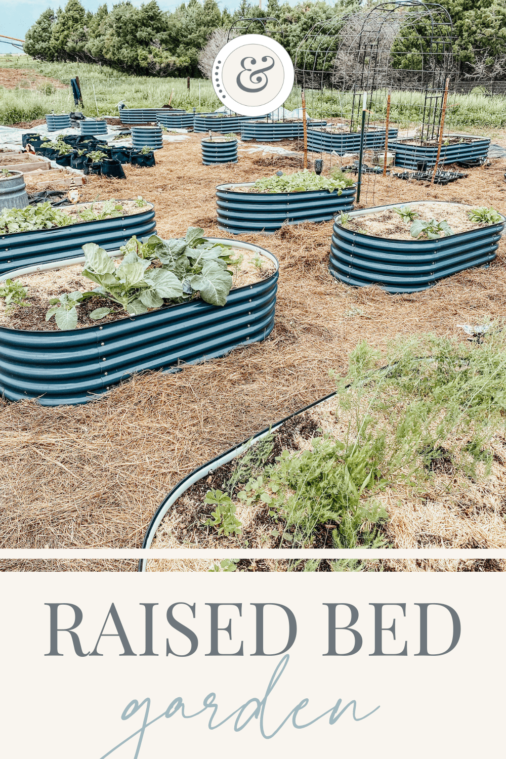 raised garden beds filled with spring and summer crops