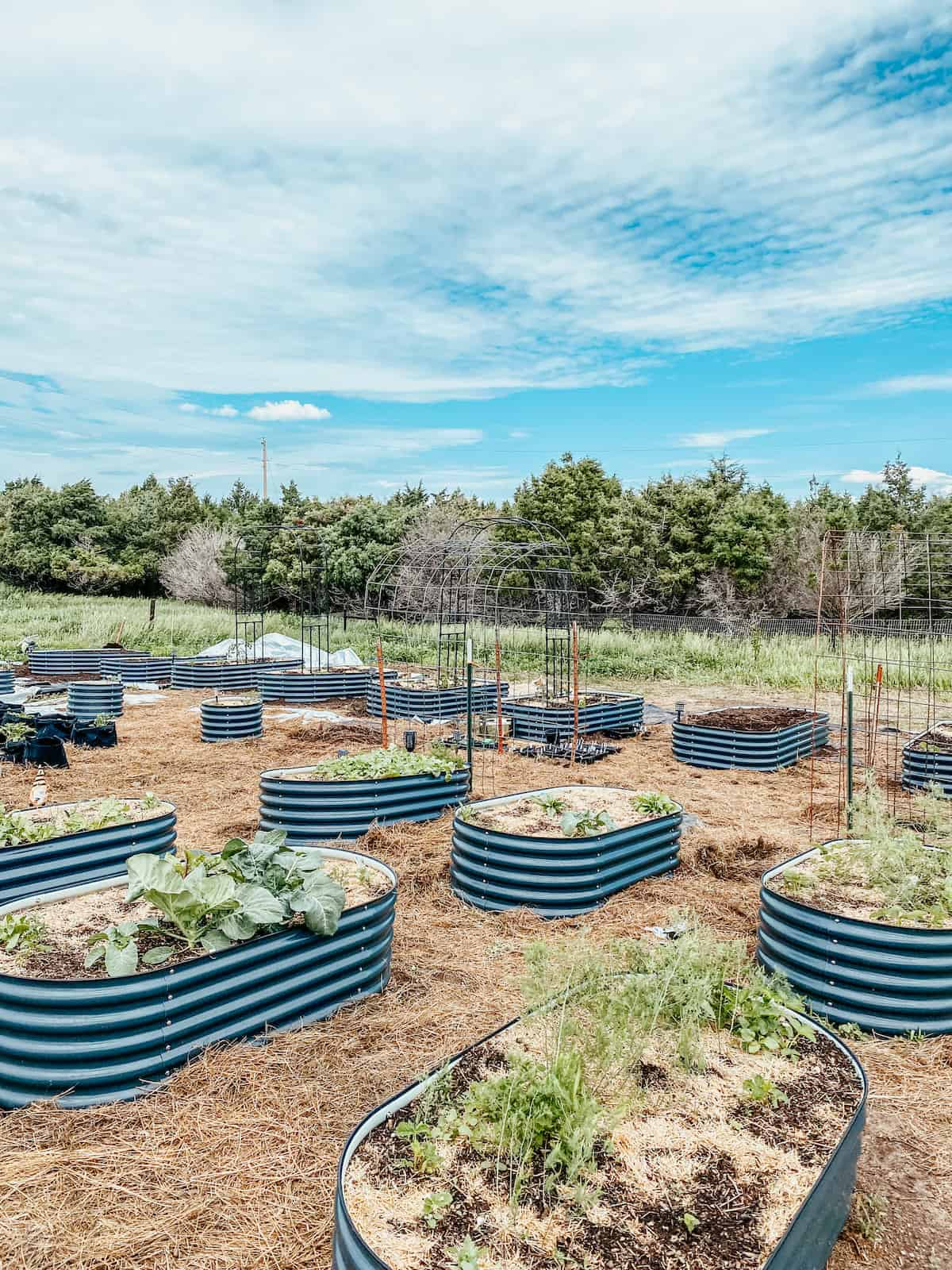 raised garden bed layout with spring plants.