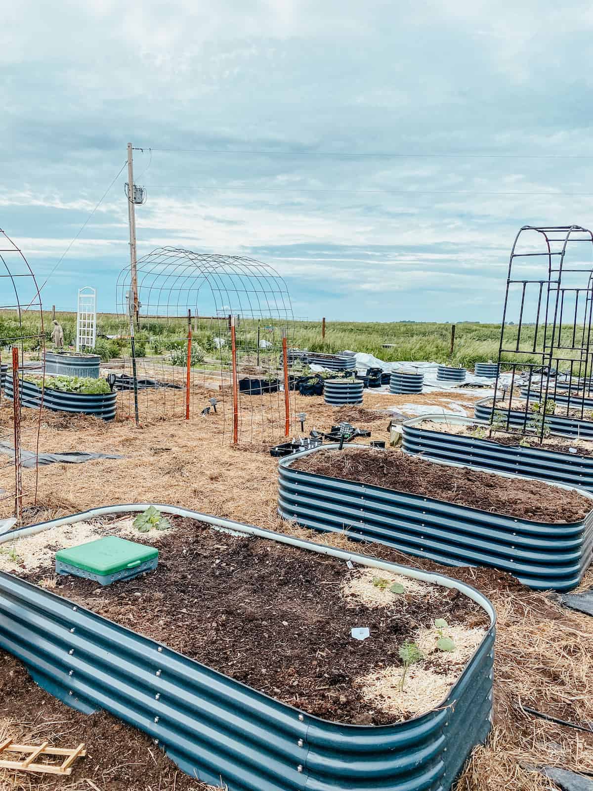 metal raised garden beds with worm compost bin.