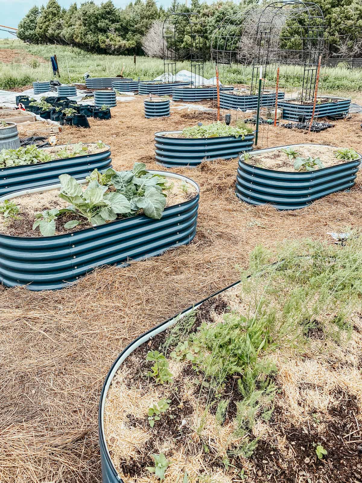 raised garden beds filled with spring and summer crops