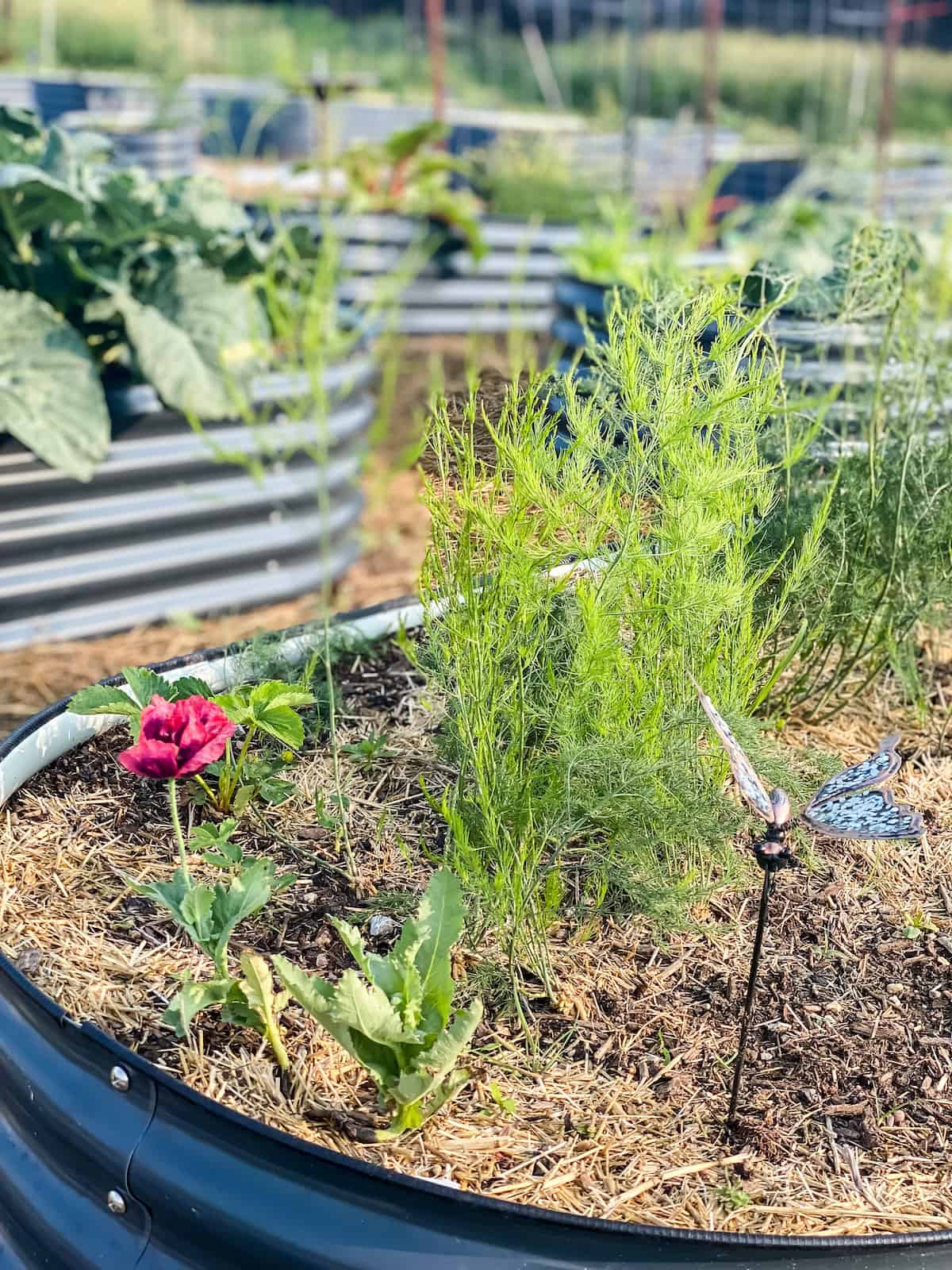 raised garden bed with asparagus, strawberries, and poppies.