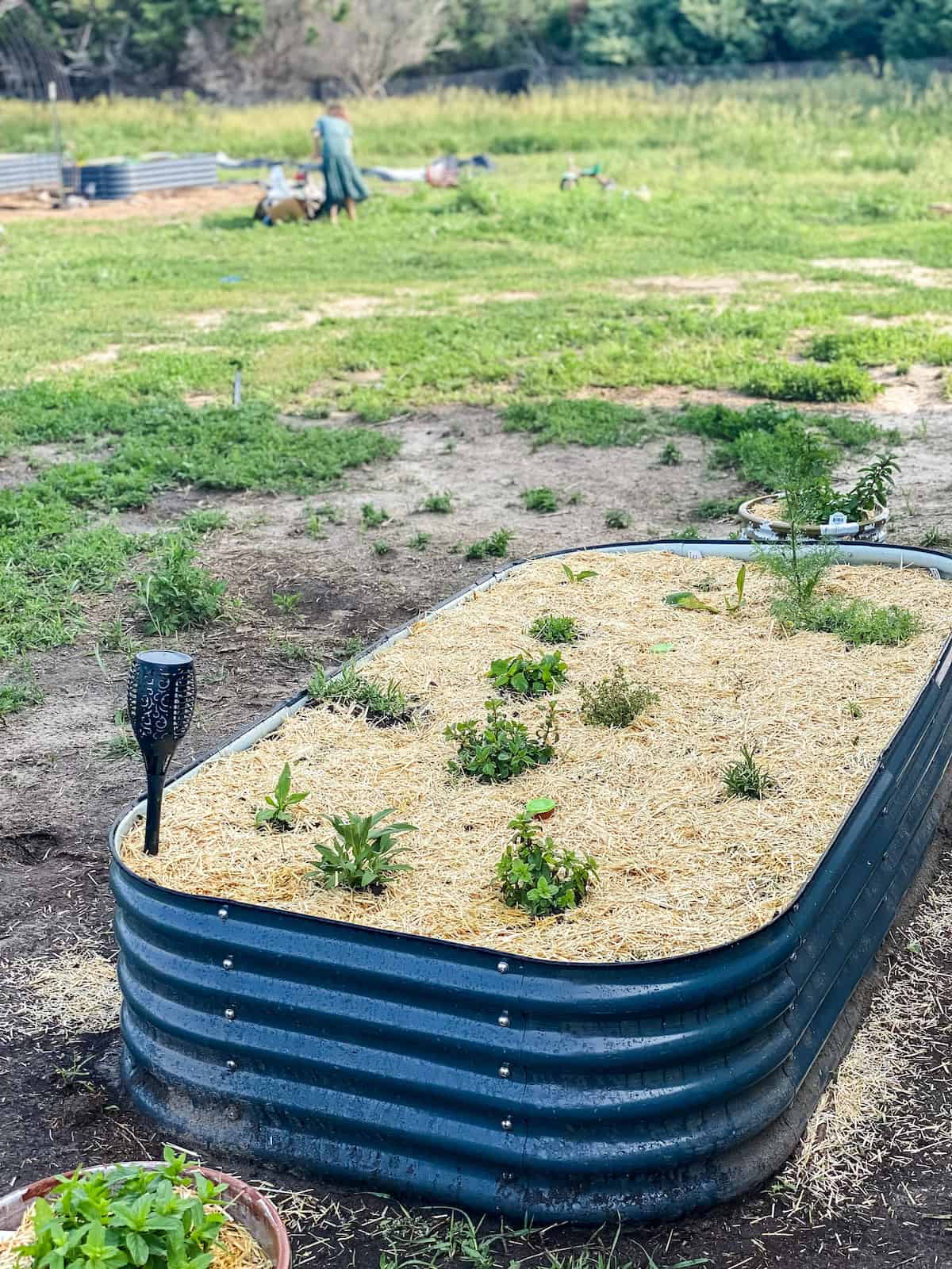 raised bed with herbs and garden straw.