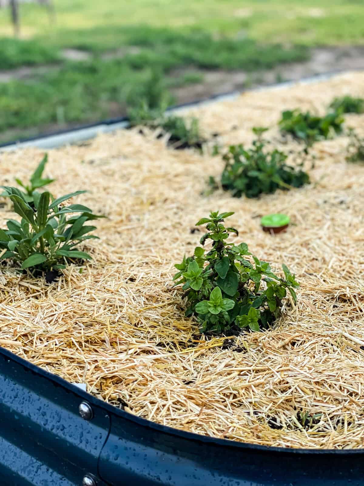 culinary herbs in a raised garden bed topped with garden straw mulch.