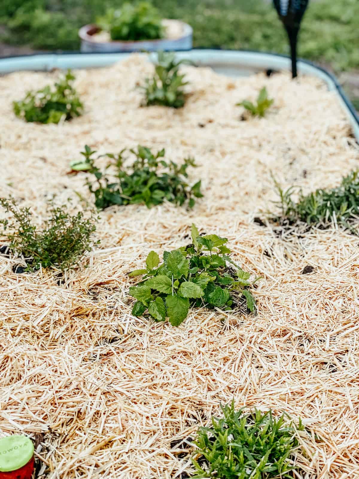 culinary herbs in a raised garden bed. 