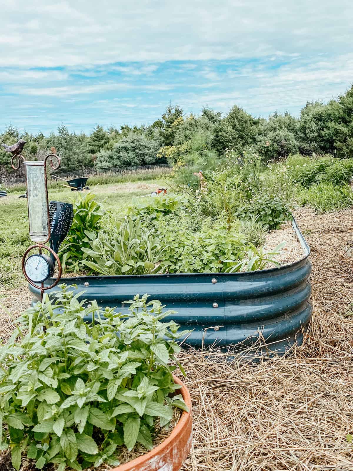 herb raised garden bed