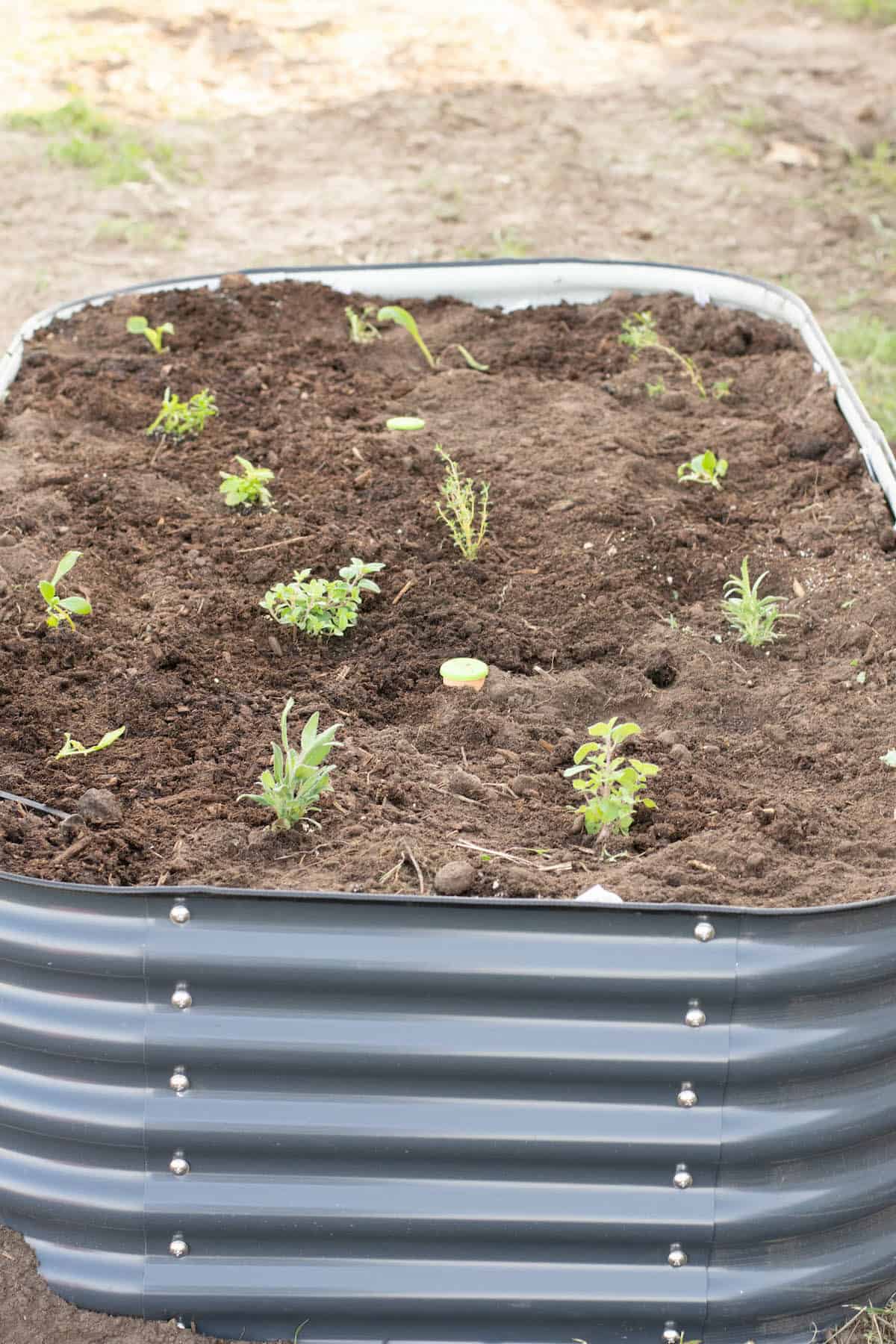 planting fresh culinary herbs in the new raised herb garden bed.