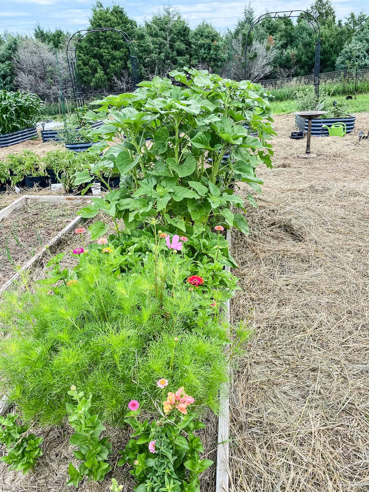 cut flower garden in a raised bed.