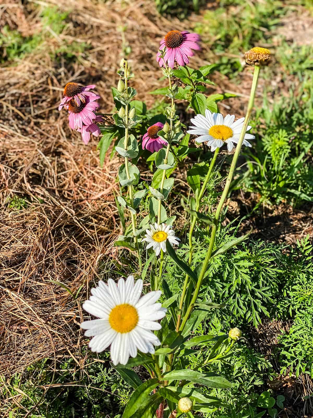 daisies and coneflower growing together.