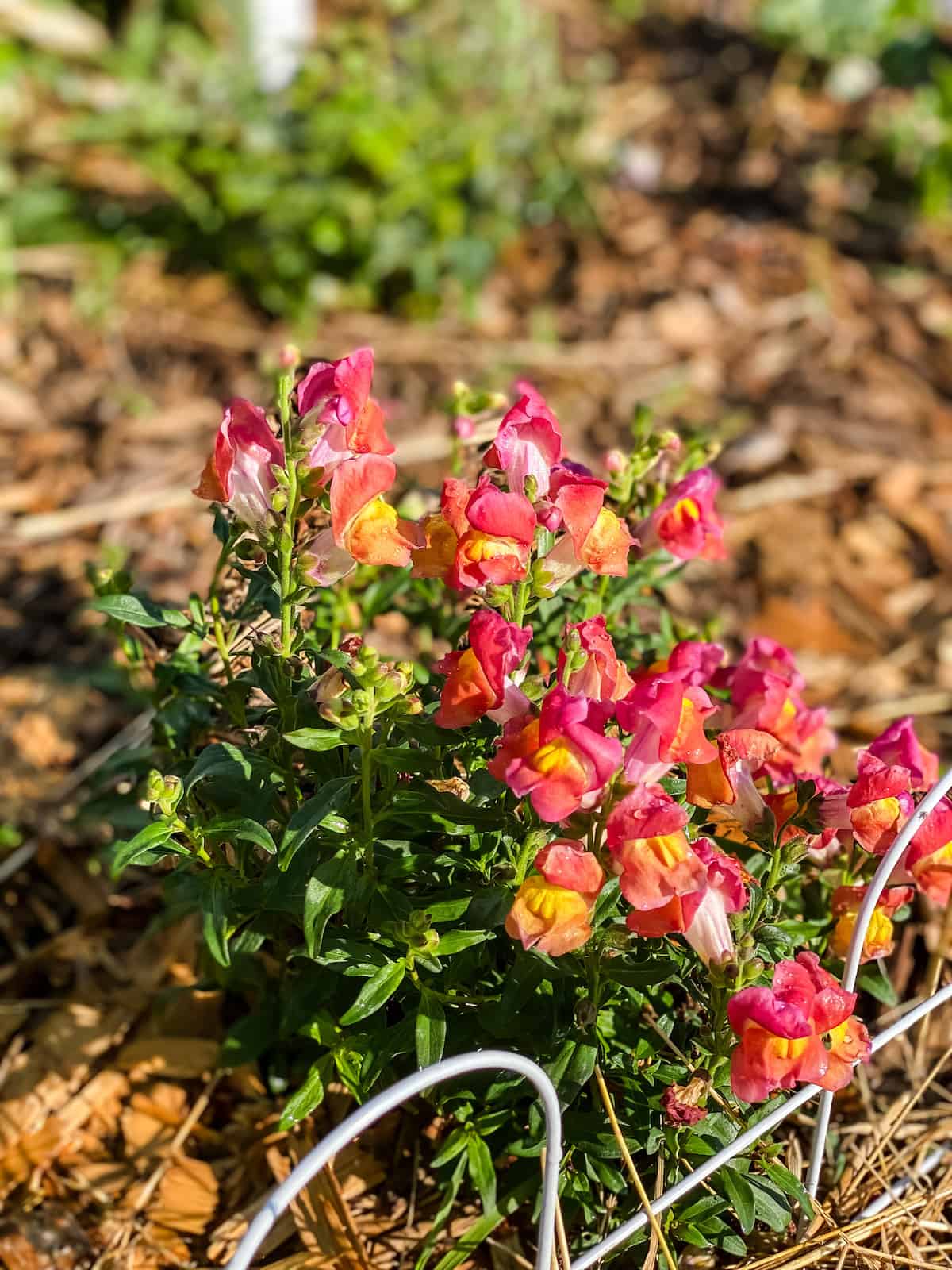 bold pink snapdragon flowers in the garden.