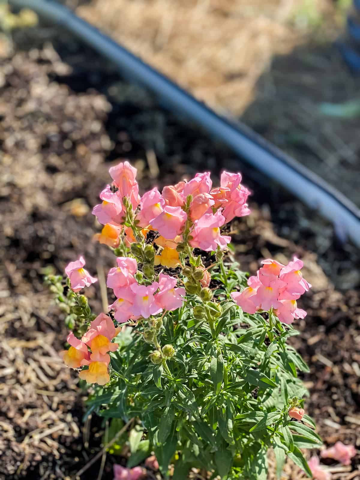 light pink snapdragon flowers in a raised bed.
