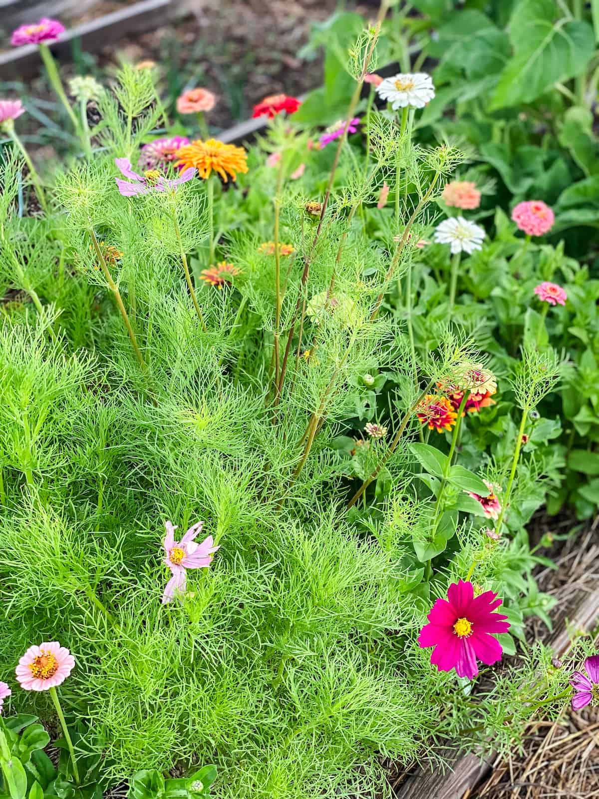 cosmos and zinnias in the cut flower garden bed.