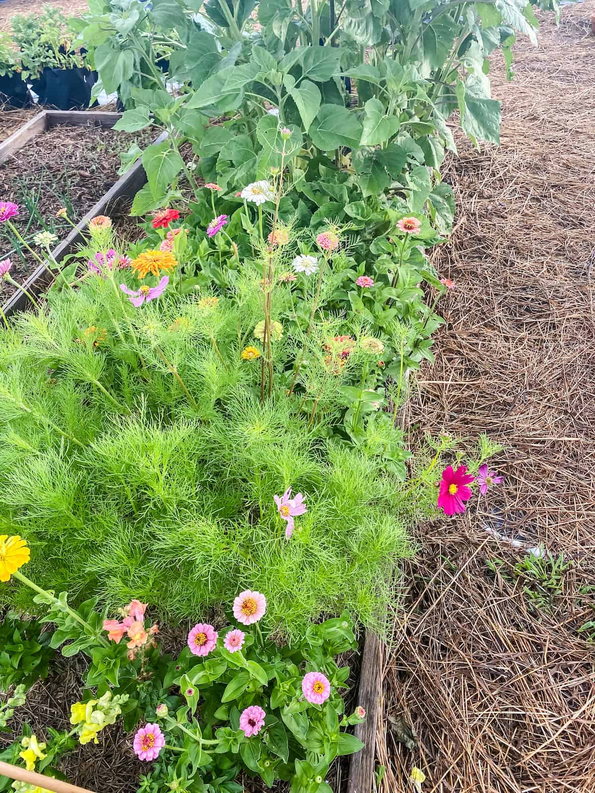 cut flower garden in a wooden raised bed.