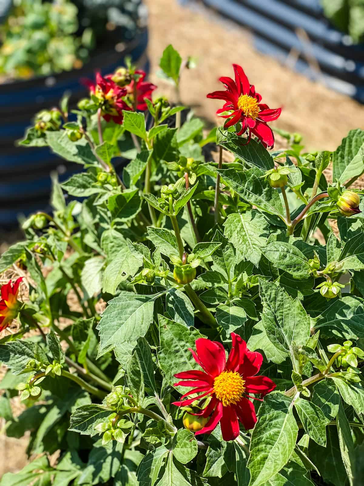 red dahlia flowers in a raised bed garden.