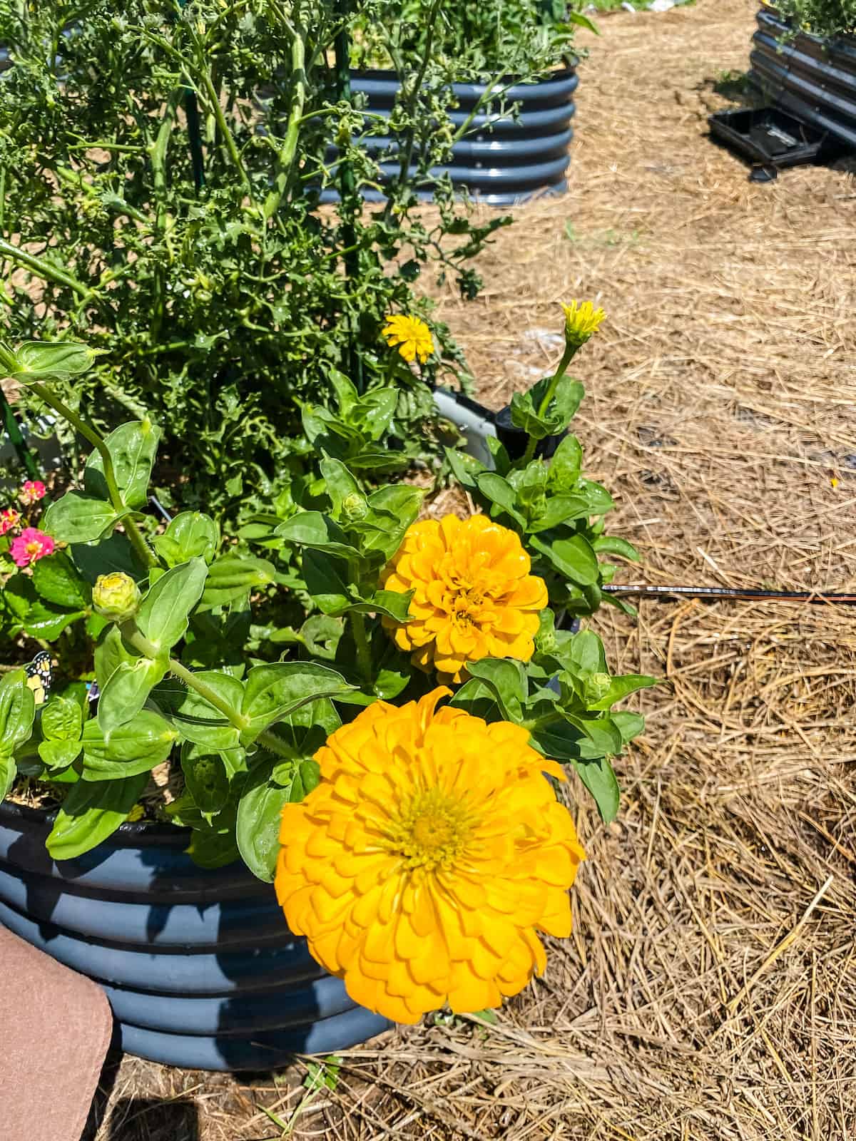 yellow zinnia in a raised bed.