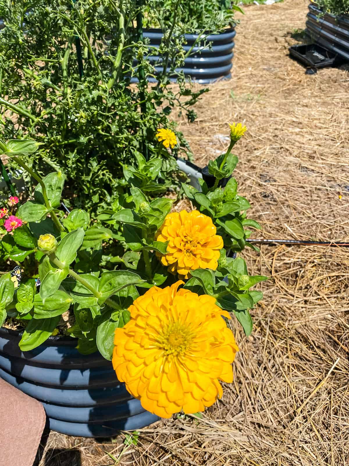 Strawflower Seeds - Golden Yellow - Packet, Eden Brothers