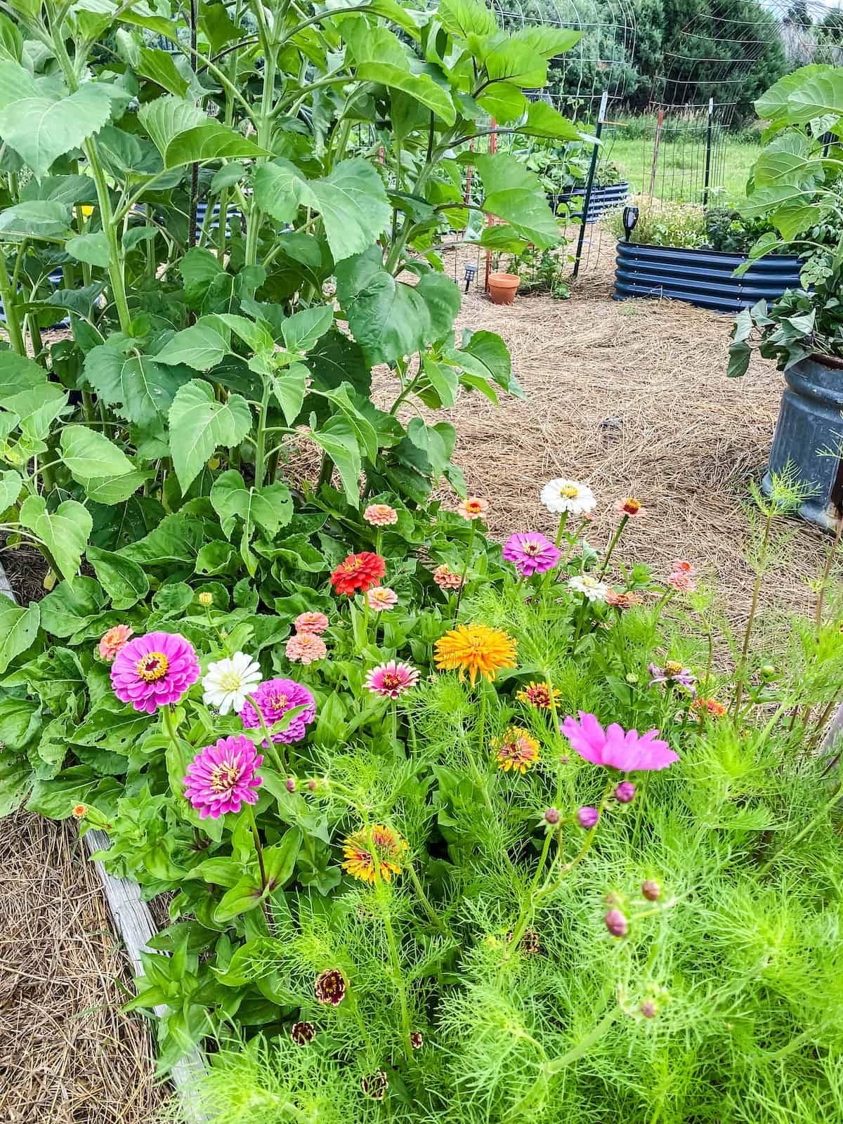 raised bed cut flowers.